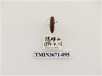藏品(叩頭蟲(2))的圖片
